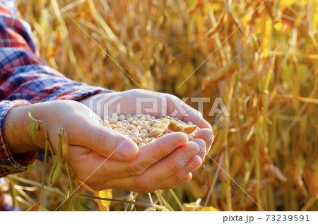 Handful of Soy beans in farmer hands on field background evening sunset time 73239591