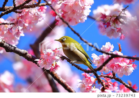 熱海梅園　あたみ桜のメジロ 73239743