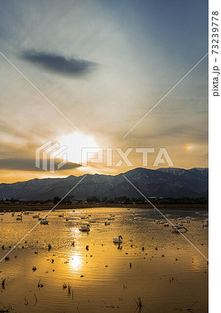 夕暮れの北アルプスと白鳥 73239778