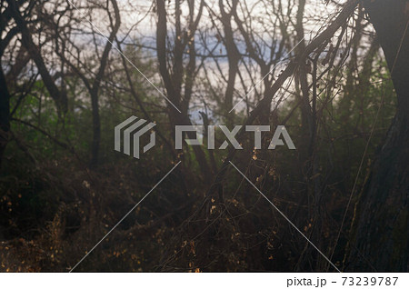 雑木林のアレチウリ 73239787