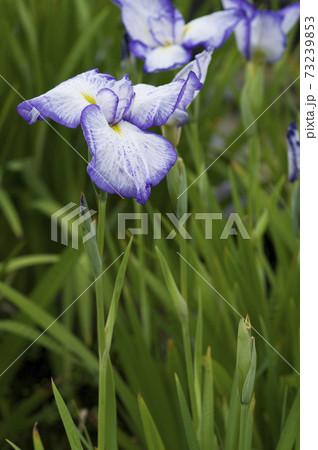 花菖蒲園に紫と白色の菖蒲の花が咲いています このハナショウブの名前は蛍舟 ホタルブネ です の写真素材