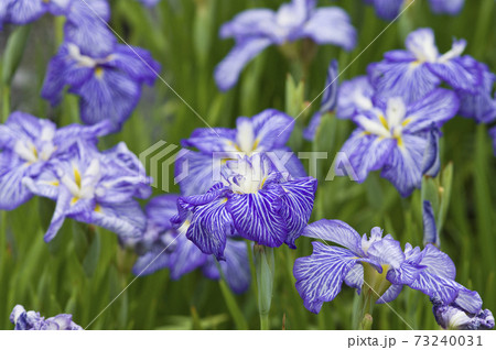 花菖蒲園に紫と白色の菖蒲の花が咲いています。このハナショウブの名前は扇寿(センジュ)です。 花菖蒲園に紫と白色の菖蒲の花が咲いています。このハナショウブの名前は扇寿(センジュ)です。 73240031