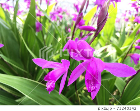 シランの花 シランの花 73240342