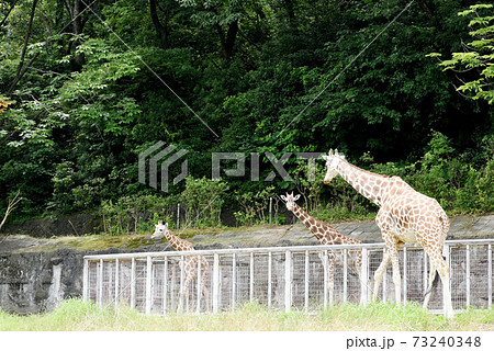 キリンが行ったり来たり 73240348