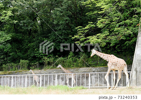 キリンが行ったり来たり 73240353