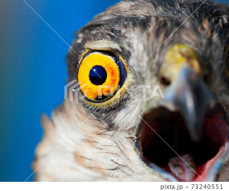 Sparrow-hawk Sparrow-hawk 73240551