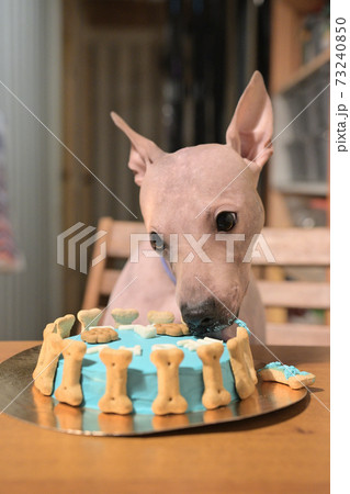 American hairless naked terrier eating cake for his birthday 73240850