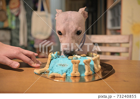 American hairless naked terrier eating cake for his birthday American hairless naked terrier eating cake for his birthday 73240855