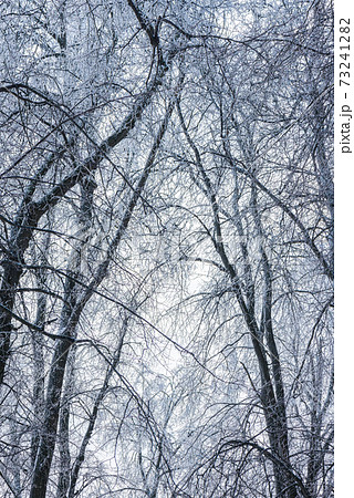 Tree branches covered with ice after an ice storm 73241282
