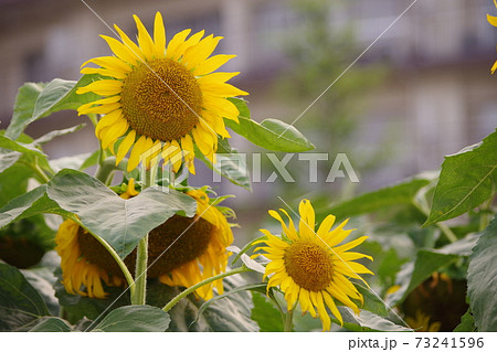 滋賀県守山市第一なぎさ公園に咲く満開のひまわり 73241596