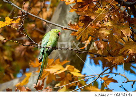 Alexandrine Parakeet or Psittacula eupatria perch on tree branch 73243345