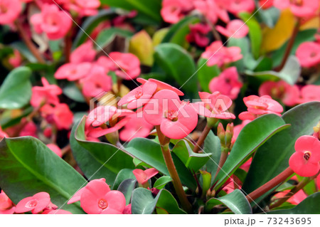 Euphorbia or Christ thorn (lat.-Euphorbia milii) Euphorbia or Christ thorn (lat.-Euphorbia milii) 73243695