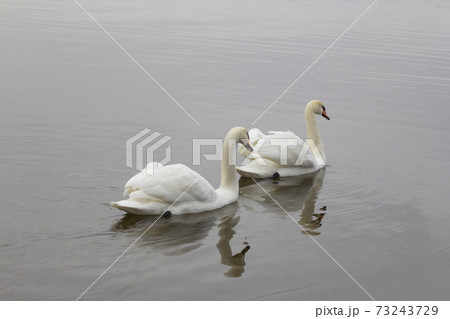 Two beautiful white swans swim in the water. Animals in the Wild , nature background 73243729