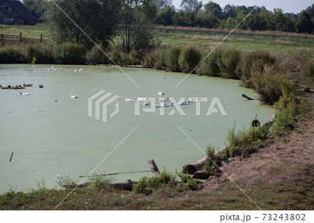White goose. Swimming Geese. Domestic geese swim in the pond. Flock of geese on the river. White goose. Swimming Geese. Domestic geese swim in the pond. Flock of geese on the river. 73243802