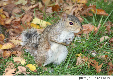 ニューヨーク セントラルパークの野生のリスの写真素材