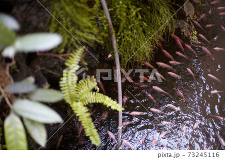 植物 葉 池 73245116