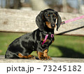 beautiful dachshund puppy sitting in the park on a sunny day 73245182