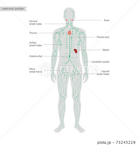 Lymphatic system concept 73245229