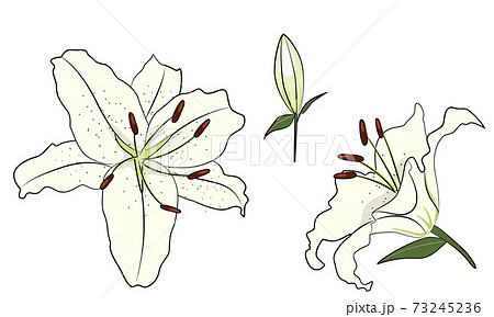 White lily blooming flowers. Vector illustration on white background. 73245236