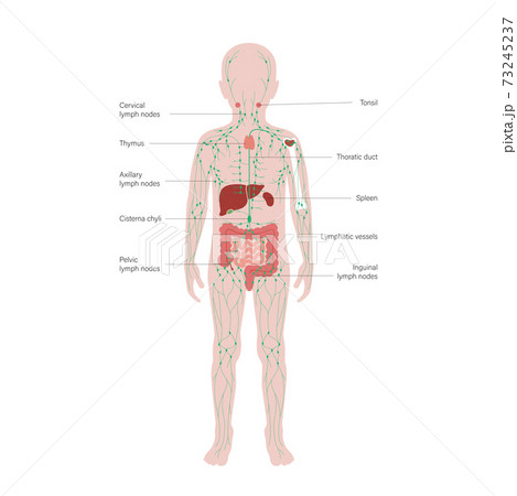 Lymphatic system concept Lymphatic system concept 73245237