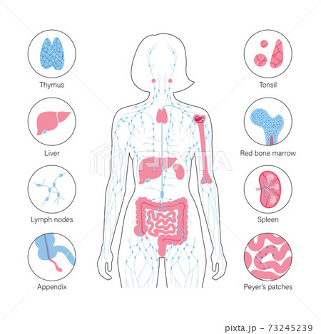 Lymphatic system concept Lymphatic system concept 73245239