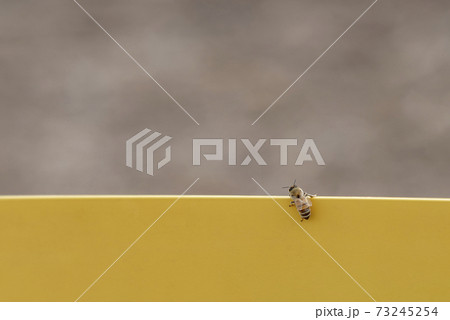 The bee watches the sunrise. The bee meets the dawn on yellow 73245254