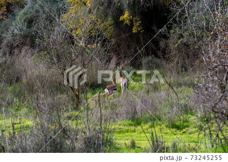 The gerenuk between the plants in the savannah The gerenuk between the plants in the savannah 73245255