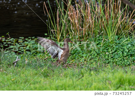 Brown gray duck spread its wings near the pond 73245257
