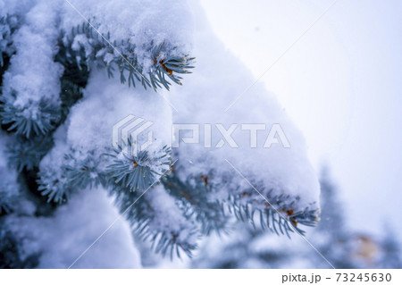 Winter landscape, forest with snow covered fir-trees. Soft focus background 73245630