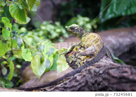 Water dragon on branch of tree, big tropical lizard in forest 73245681