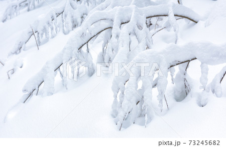 Winter landscape background, scenic view of tree branches under snow in forest 73245682
