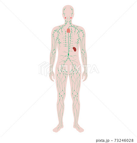 Lymphatic system concept Lymphatic system concept 73246028