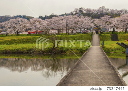 島根県桜名所斐伊川堤防桜並木の沈下橋 願い橋の写真素材