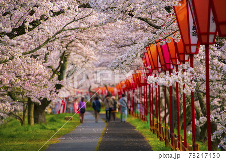 島根県 桜名所斐伊川堤防の桜並木 島根県 桜名所斐伊川堤防の桜並木 73247450