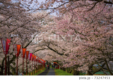 島根県 桜名所斐伊川堤防の桜並木の写真素材