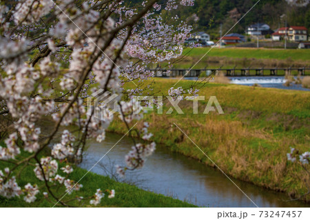 島根県桜名所斐伊川堤防桜並木の沈下橋 願い橋の写真素材