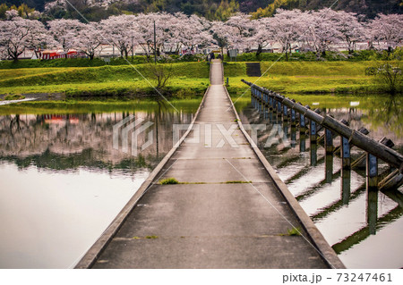 島根県桜名所斐伊川堤防桜並木の沈下橋 願い橋 島根県桜名所斐伊川堤防桜並木の沈下橋 願い橋 73247461