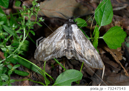 ギンシャチホコ(北海道・知床) ギンシャチホコ(北海道・知床) 73247543