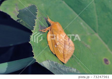 タケカレハ(北海道・鶴居村) タケカレハ(北海道・鶴居村) 73247561