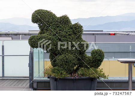 博多站屋頂梳理植木藝術 照片素材 圖片 圖庫