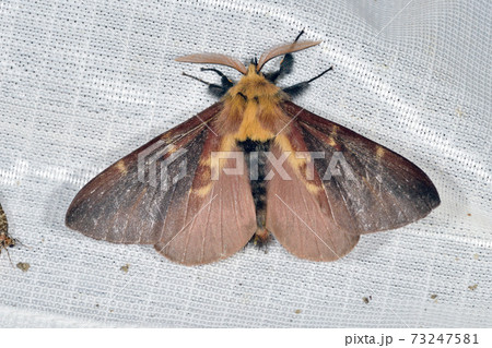 スカシカレハ（北海道・大雪山） 73247581