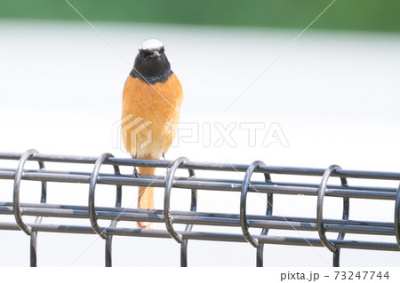 野鳥 ジョウビダキ 野鳥 ジョウビダキ 73247744