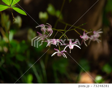 トキワイカリソウ 73248281