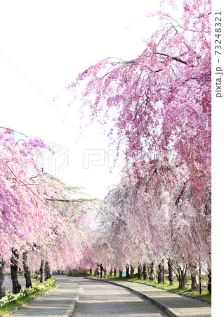 喜多方　日中線　しだれ桜並木 73248321