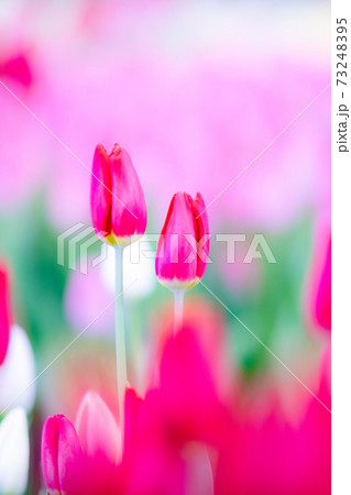 チューリップ　花、花言葉 73248395