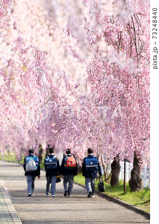 喜多方　しだれ桜並木の通学路	 73248440