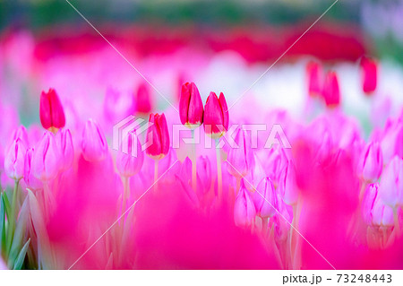 チューリップ 花 花言葉 冬の写真素材