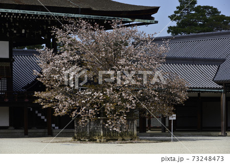 京都御所　紫宸殿　左近の桜 73248473