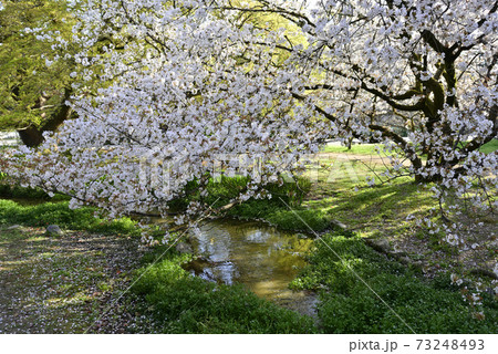 京都御苑 出水の小川の桜 京都御苑 出水の小川の桜 73248493