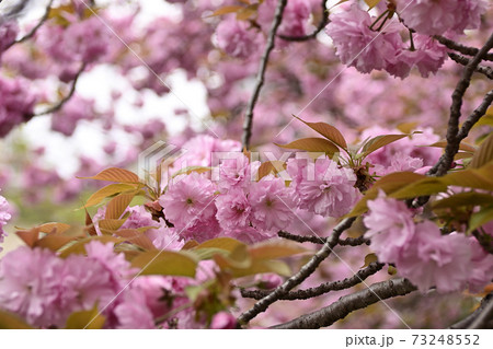 本満寺 八重桜 本満寺 八重桜 73248552